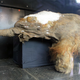 Illustration for article titled This Extraordinarily Well-Preserved Mammoth Is Now On Display In Moscow